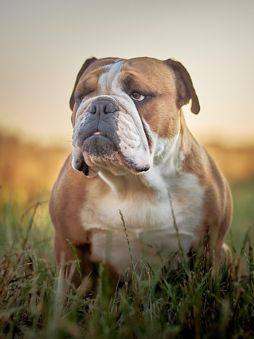 découvrez tout sur le bulldog anglais, une race de chien au caractère affectueux et à l'apparence unique. apprenez leurs spécificités, leur comportement et comment en prendre soin pour offrir une vie épanouie à votre compagnon à quatre pattes.