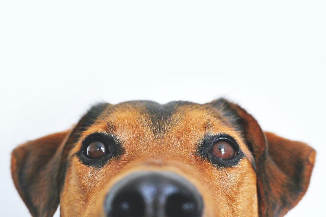 Cómo pasear a su perro