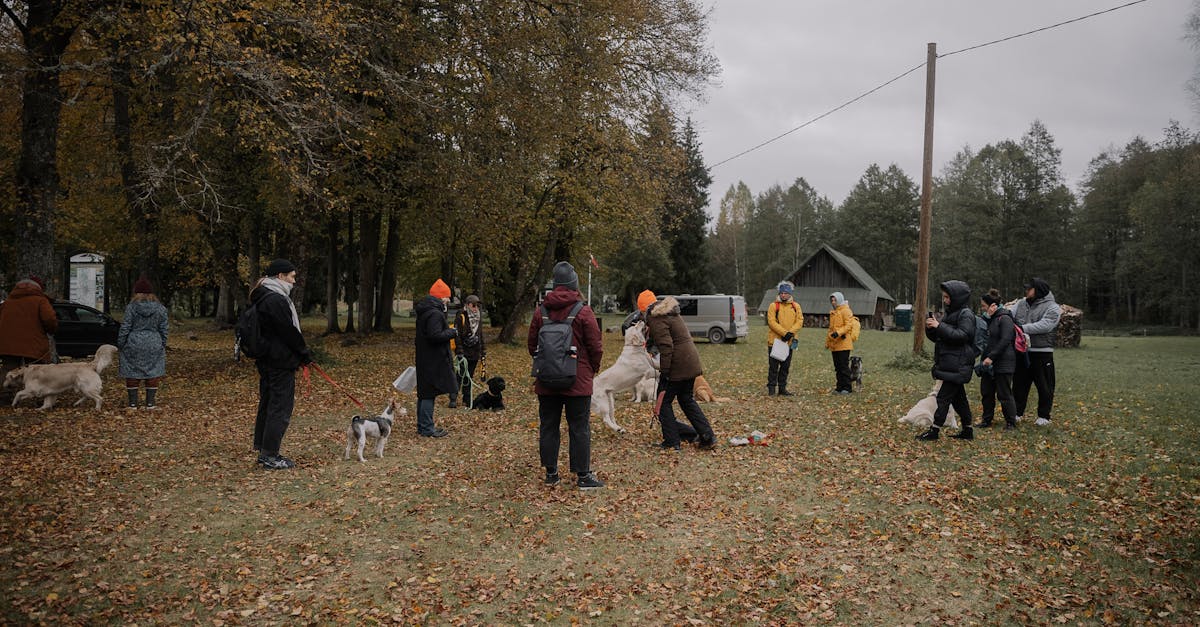 découvrez les meilleures méthodes pour le dressage de votre beagle. apprenez des astuces pratiques et des conseils d'experts pour éduquer efficacement votre compagnon à quatre pattes, tout en renforçant votre lien avec lui.