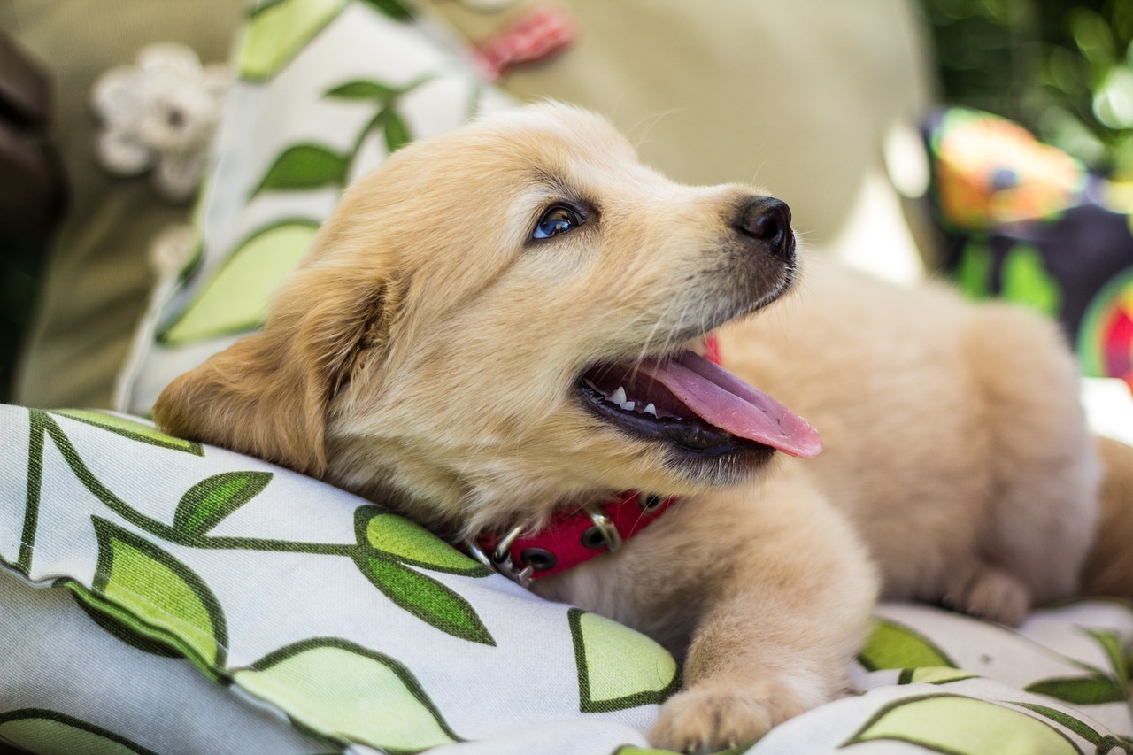 découvrez tout sur le golden retriever, un chien adoré pour sa gentillesse, son intelligence et sa loyauté. apprenez ses caractéristiques, son éducation, et pourquoi il est le compagnon idéal pour toute la famille.