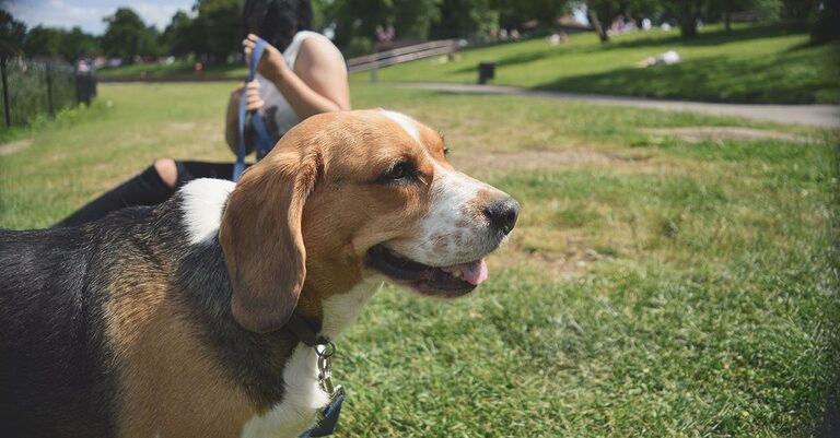 découvrez tout sur le beagle, une race de chien adorée pour son caractère amical, sa taille compacte et son instinct de chasseur. apprenez ses caractéristiques, son éducation et ses besoins pour en faire un compagnon idéal.