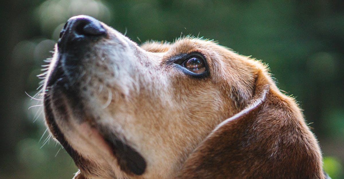 découvrez le beagle, une race de chien célèbre pour son caractère amical et sa curiosité. apprenez tout sur ses caractéristiques, son éducation et son besoin d'exercice, ainsi que des conseils pour en prendre soin au quotidien.