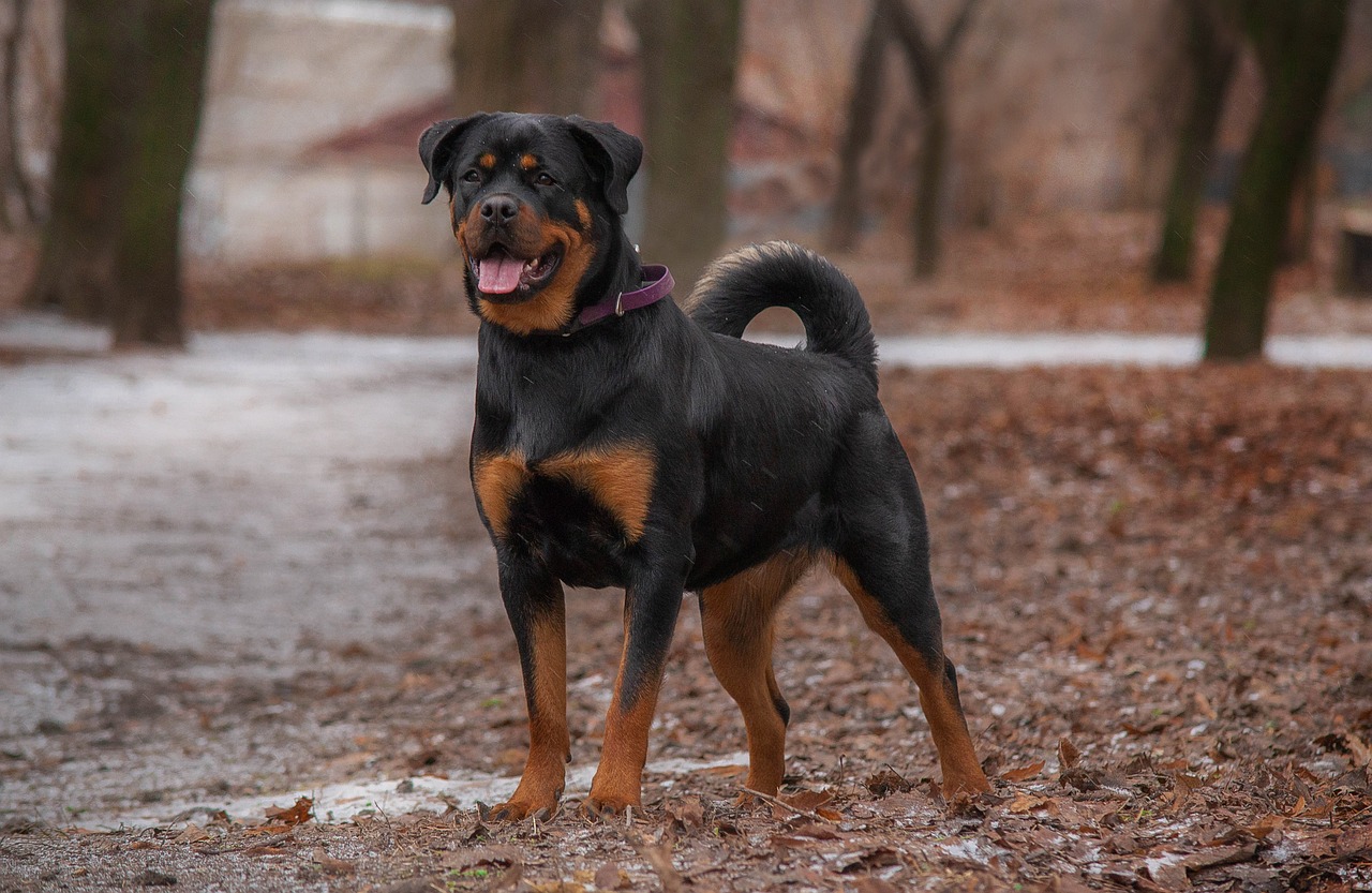 découvrez tout ce que vous devez savoir sur le rottweiler, un chien puissant et loyal, reconnu pour son intelligence et sa protection. apprenez ses caractéristiques, son éducation et les soins nécessaires pour en faire un compagnon idéal.
