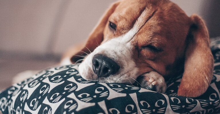 découvrez le beagle, un chien joyeux et intelligent, connu pour son odorat exceptionnel et son tempérament amical. apprenez tout sur ses caractéristiques, son éducation et la manière de prendre soin de ce compagnon affectueux.