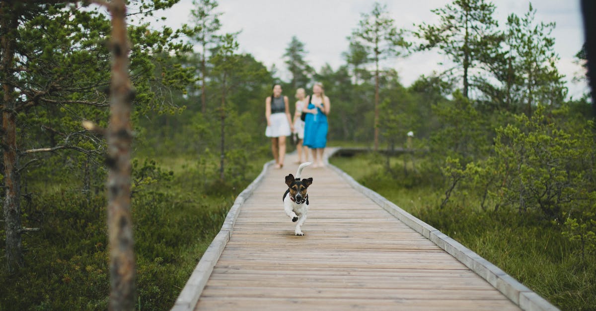 découvrez les maladies courantes chez les beagles, leurs symptômes et conseils pour assurer la santé de votre compagnon à quatre pattes. apprenez à identifier les problèmes de santé spécifiques à cette race et comment les prévenir.