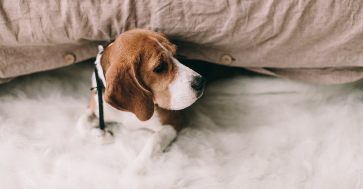 découvrez le beagle, une race de chien amicale et curieuse, parfaite pour les familles et les amateurs de plein air. apprenez tout sur son caractère joyeux, ses besoins en exercice et ses soins.