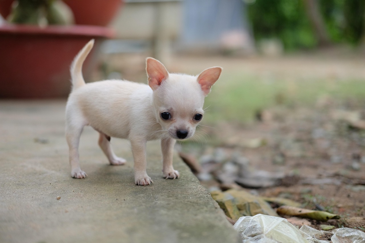 discover the charming world of chihuahuas, these small dogs with a bold character and a loving personality. learn all about their care, training, and unique behavior.