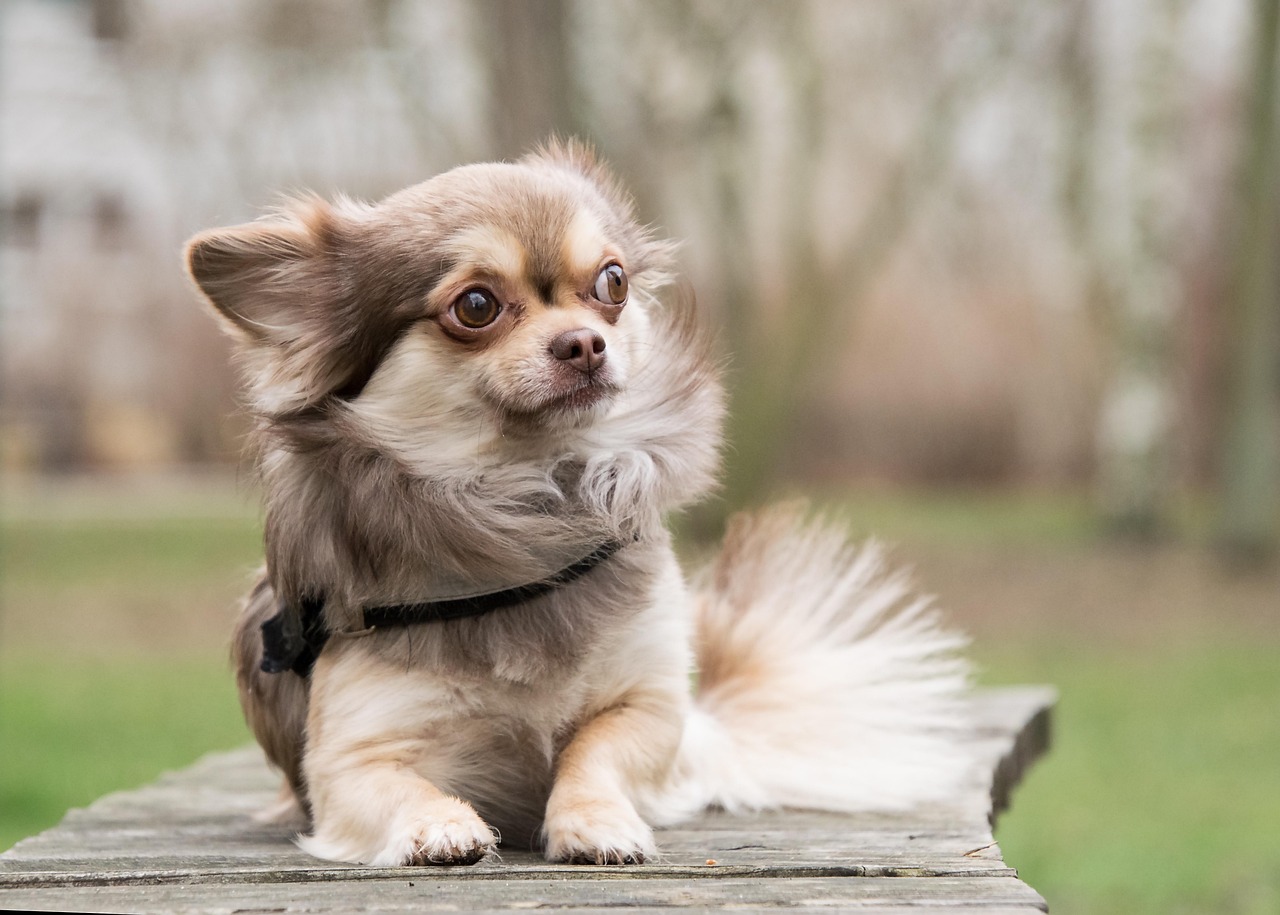 discover all about the chihuahua, this adorable small dog breed known for its lively character and big personality. learn about its origins, care needs, and unique behavior. a perfect companion for animal lovers!
