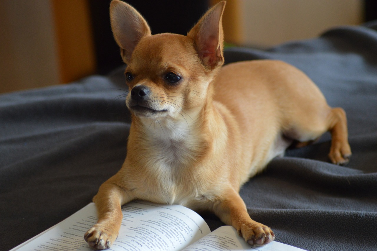 découvrez tout sur le chihuahua, cette adorable petite race de chien au caractère unique. apprenez ses spécificités, ses besoins en soins, et comment prendre soin de votre compagnon à quatre pattes.