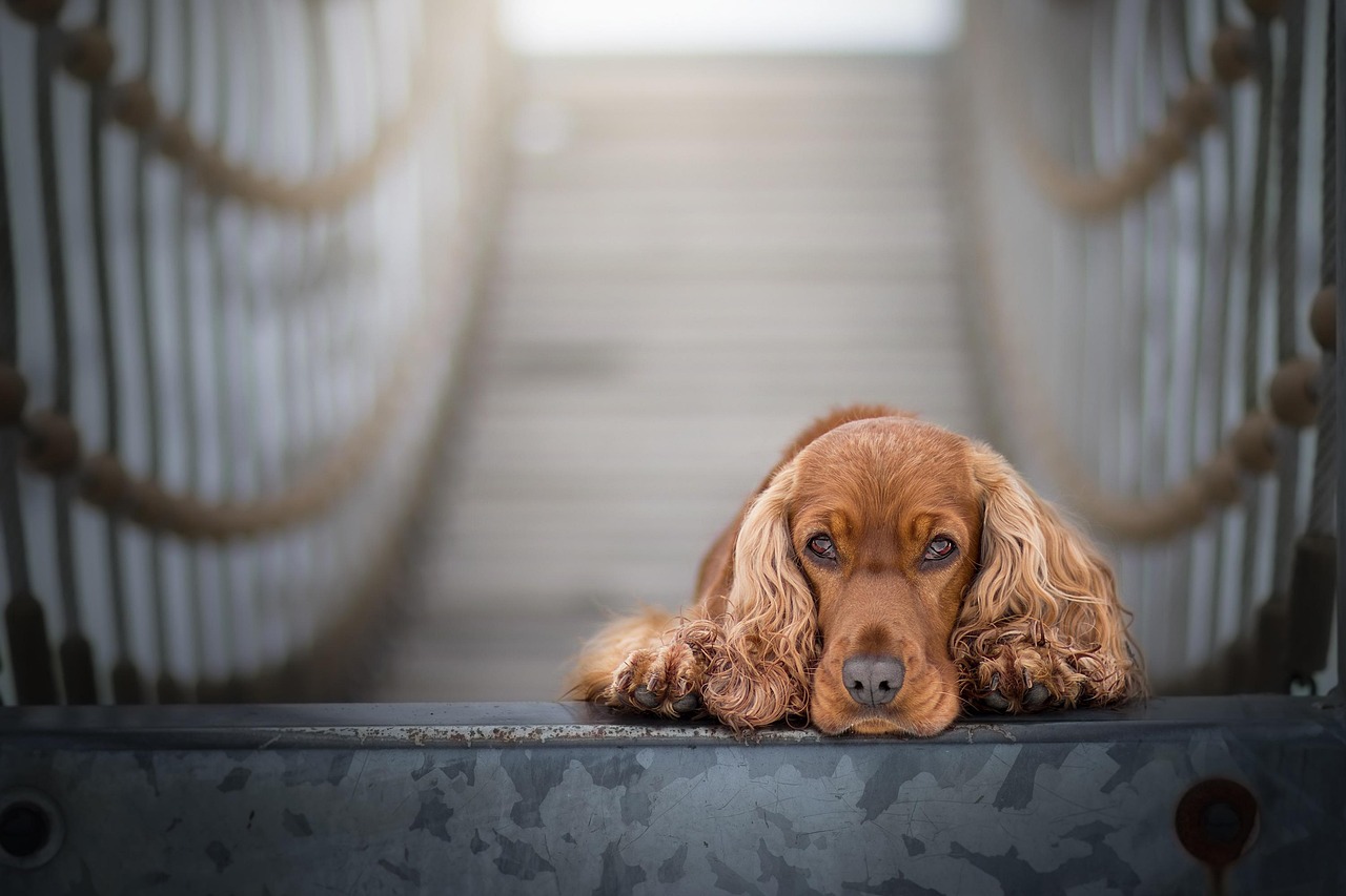 scopri tutto sul cocker spaniel, un cane pieno di fascino ed energia. scopri le sue caratteristiche, le sue necessità di cura e di esercizio, nonché le sue qualità eccezionali come animale domestico.