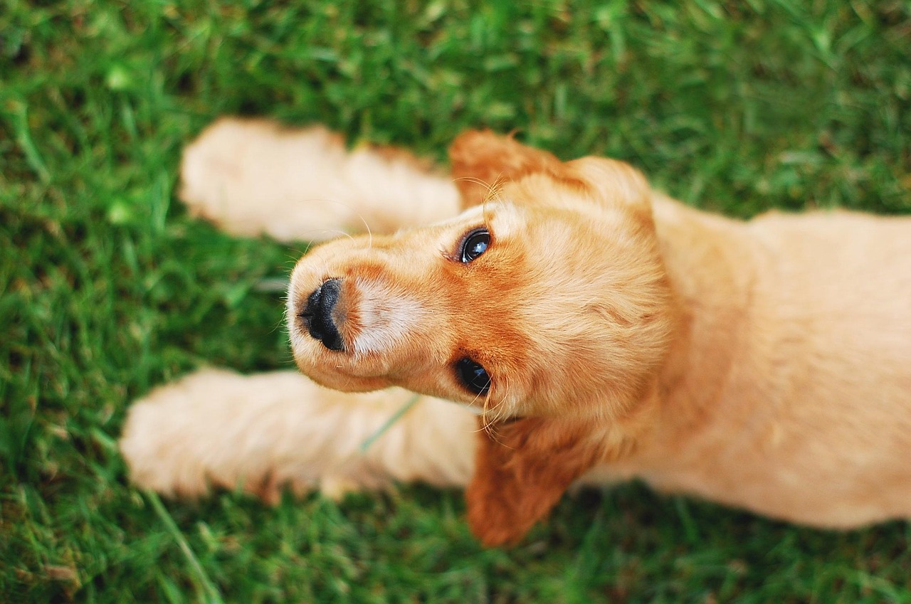 scopri il cocker spaniel, un cane affettuoso e pieno di energia, ideale per le famiglie. scopri tutto sul suo carattere, le sue necessità di esercizio e le sue cure. un compagno fedele che porterà gioia e amore nella tua casa.
