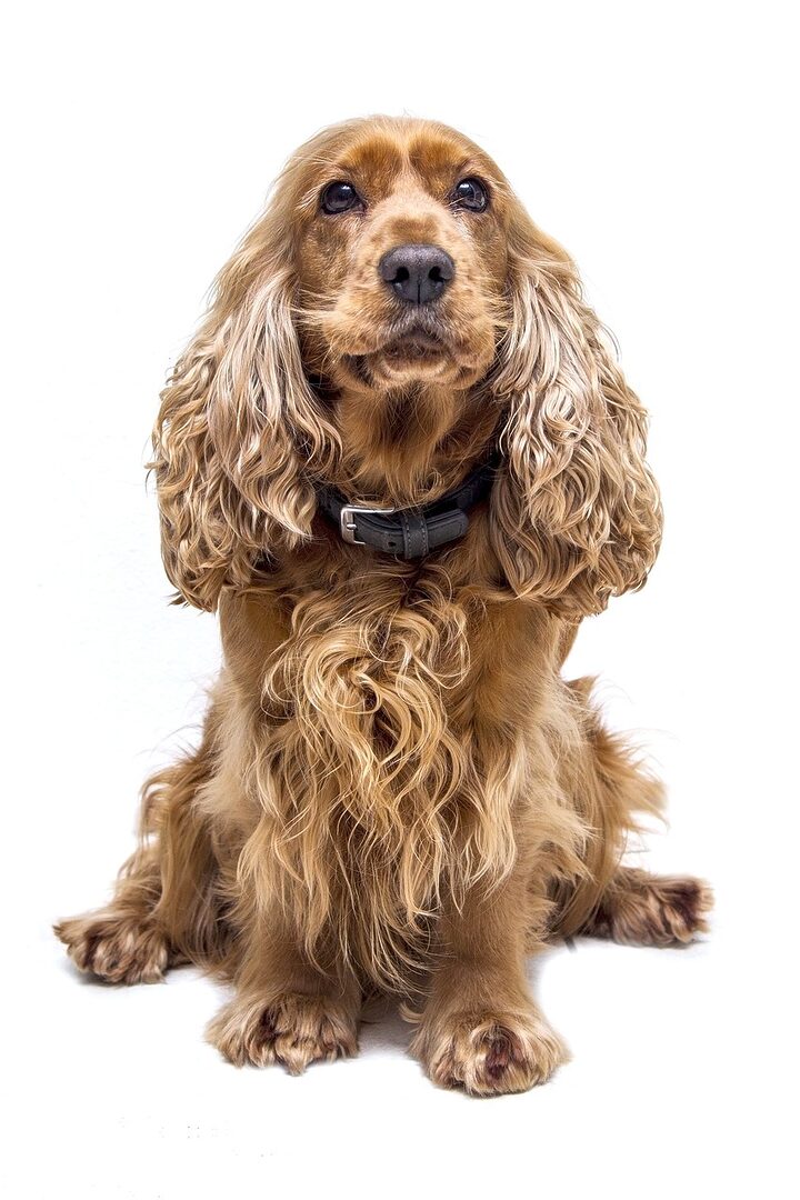 découvrez tout sur le cocker spaniel, un chien affectueux et énergique, reconnu pour sa beauté et son tempérament joyeux. apprenez-en plus sur son éducation, ses soins et son caractère attachant dans notre guide complet.
