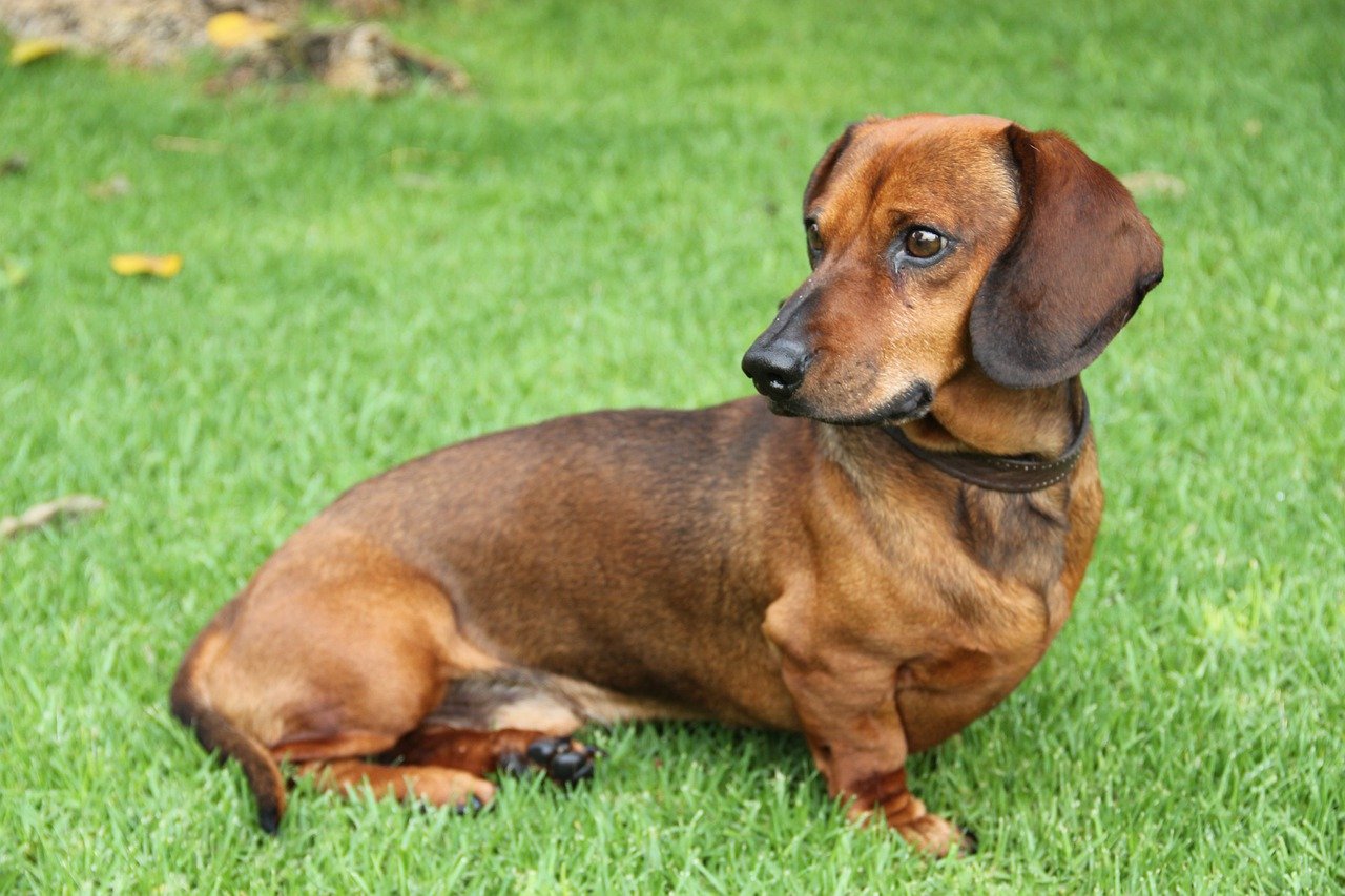 découvrez tout sur le dachshund, ce chien au caractère unique et à la silhouette allongée. apprenez à connaître ses besoins, son comportement et pourquoi il fait un compagnon idéal pour les familles et les amateurs de chiens.
