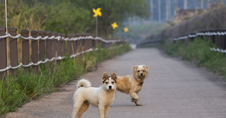 découvrez les différentes races de chiens, leurs caractéristiques, leurs besoins et leurs personnalités. apprenez à choisir le compagnon idéal en fonction de votre mode de vie et de vos préférences.