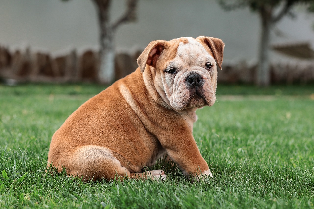 scopri tutto sul bulldog inglese, una razza di cane dal carattere affettuoso e dall'aspetto unico. impara le sue origini, il suo comportamento, le sue esigenze di cura e come prenderti cura di lui per farne un compagno ideale.