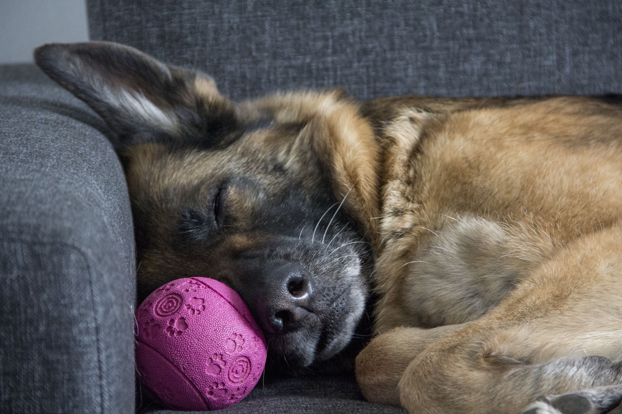 scopri tutto sul pastore tedesco, una razza di cane emblematica rinomata per la sua intelligenza, la sua lealtà e le sue capacità di apprendimento. scopri le sue caratteristiche, la sua educazione e come prenderti cura di lui.