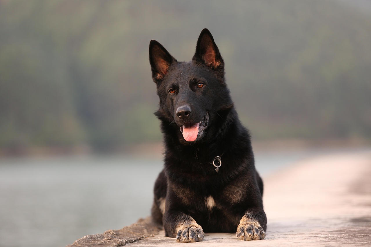 scopri tutto sul pastore tedesco, una razza di cane affascinante, conosciuta per la sua intelligenza, la sua lealtà e le sue capacità eccezionali come cane da lavoro e da compagnia. impara a prenderti cura del tuo pastore tedesco, delle sue esigenze specifiche e delle sue caratteristiche.