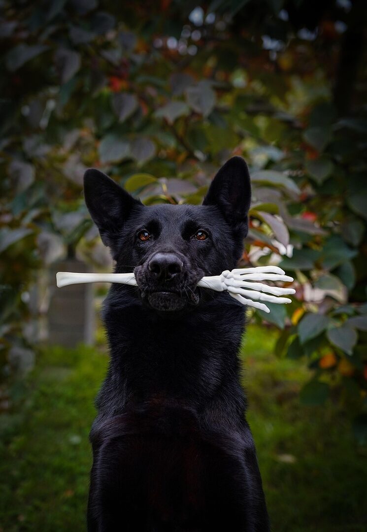 découvrez tout sur le berger allemand, une race de chien réputée pour son intelligence, sa loyauté et sa polyvalence. apprenez comment élever, entraîner et prendre soin de votre compagnon canin idéal.