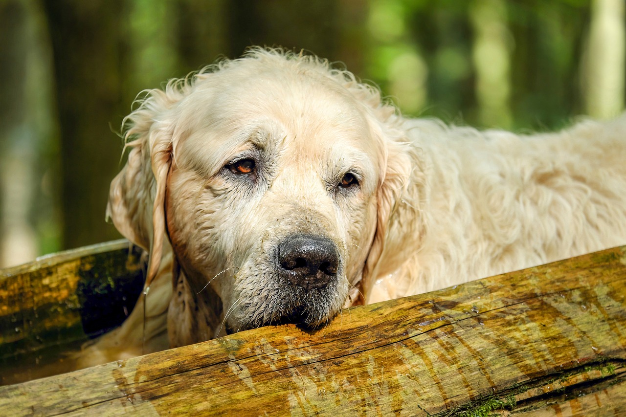 scopri tutto sul golden retriever, una razza di cane adorata per la sua intelligenza, gentilezza e adattabilità. impara a prenderti cura di lui, a addestrarlo e a comprendere le sue esigenze per una coabitazione armoniosa.