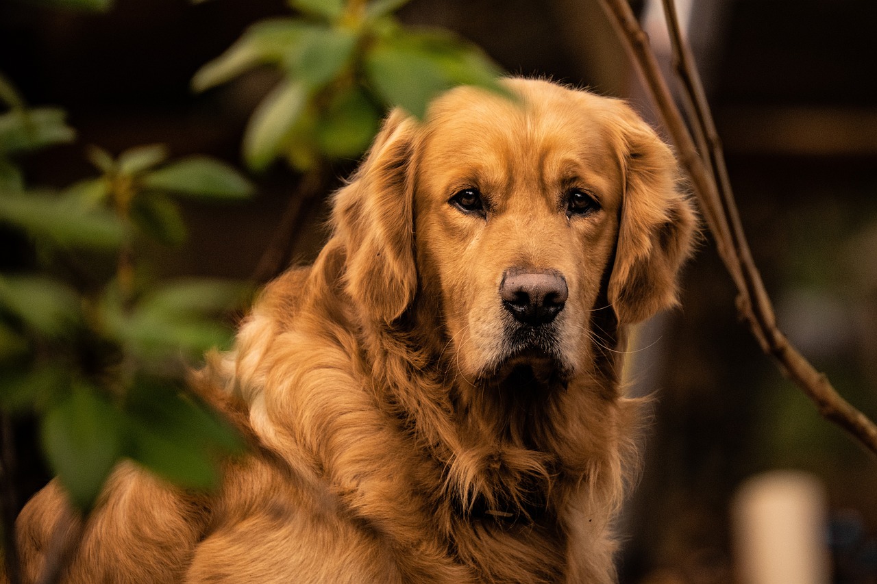 scopri tutto sul golden retriever, un cane apprezzato per la sua gentilezza, intelligenza e lealtà. impara a prenderti cura di questa razza amichevole, le sue caratteristiche, la sua educazione e come si integra nella tua famiglia.
