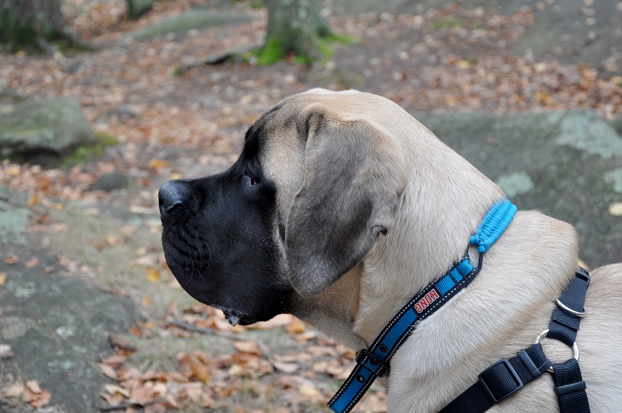 scopri il mastino, un cane potente e maestoso, noto per la sua lealtà e il suo coraggio. scopri di più sulla sua storia, le sue caratteristiche e le migliori pratiche per la sua educazione e cura.