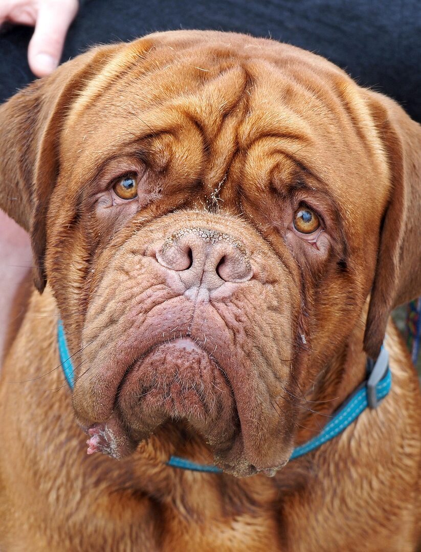 scopri il mastino, una razza di cane maestosa e protettiva, nota per la sua grande taglia e il suo temperamento dolce. scopri di più sulle sue caratteristiche, la sua educazione e le cure necessarie per garantire il suo benessere.