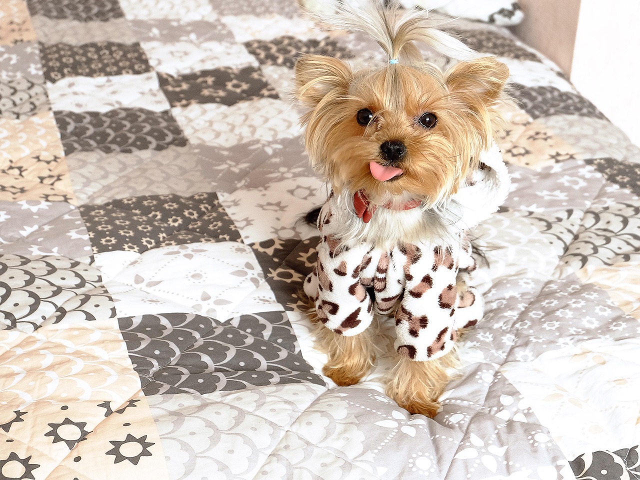 scopri lo yorkshire terrier, un piccolo cane dal carattere allegro e affettuoso. impara tutto sulle sue caratteristiche, le sue esigenze di cura e la sua educazione, e trova consigli per accogliere questo compagno affascinante nella tua casa.