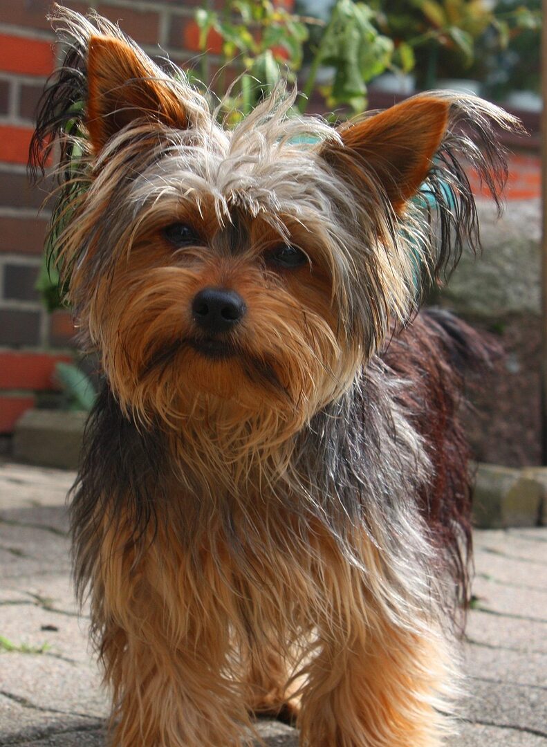 scopri lo yorkshire terrier, una razza di cane in miniatura nota per il suo aspetto adorabile e il suo carattere dinamico. impara tutto sul suo temperamento, le sue esigenze di cura e i consigli per prendersi cura di questo compagno fedele e affettuoso.