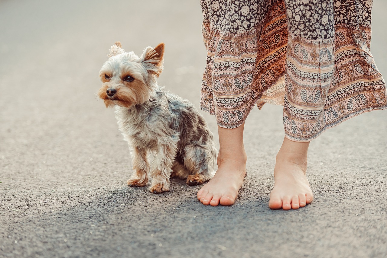 découvrez le yorkshire terrier, un petit chien au grand cœur, réputé pour son tempérament joyeux et affectueux. parfait pour la vie en appartement, il s'adapte facilement à son environnement tout en ajoutant une touche d'élégance avec son pelage soyeux. apprenez tout sur cette race adorable, ses besoins, son éducation et ses soins pour le rendre heureux et en bonne santé.
