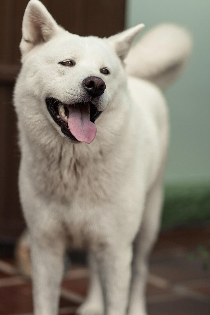 scopri l'akita inu, una razza maestosa e fedele, famosa per la sua lealtà e il suo coraggio. impara tutto sul suo carattere, i suoi bisogni e come prenderti cura di questo magnifico compagno.