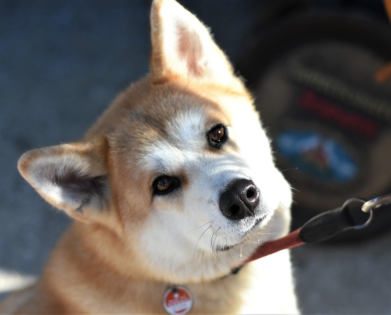 scopri l'akita inu, una razza di cane maestosa originaria del giappone, rinomata per la sua lealtà, intelligenza e il suo aspetto imponente. scopri di più sul suo carattere, le sue esigenze di cura e la sua educazione per farne un compagno ideale.