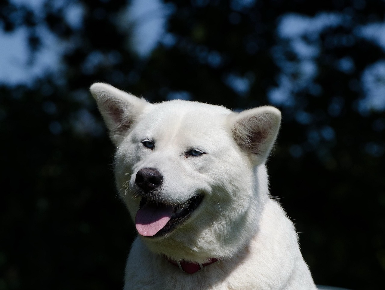découvrez l'akita inu, une race de chien majestueuse originnaire du japon, connue pour son loyauté, son intelligence et sa beauté. apprenez-en plus sur son tempérament, ses besoins en exercice et son éducation pour offrir à votre compagnon à quatre pattes une vie épanouissante.
