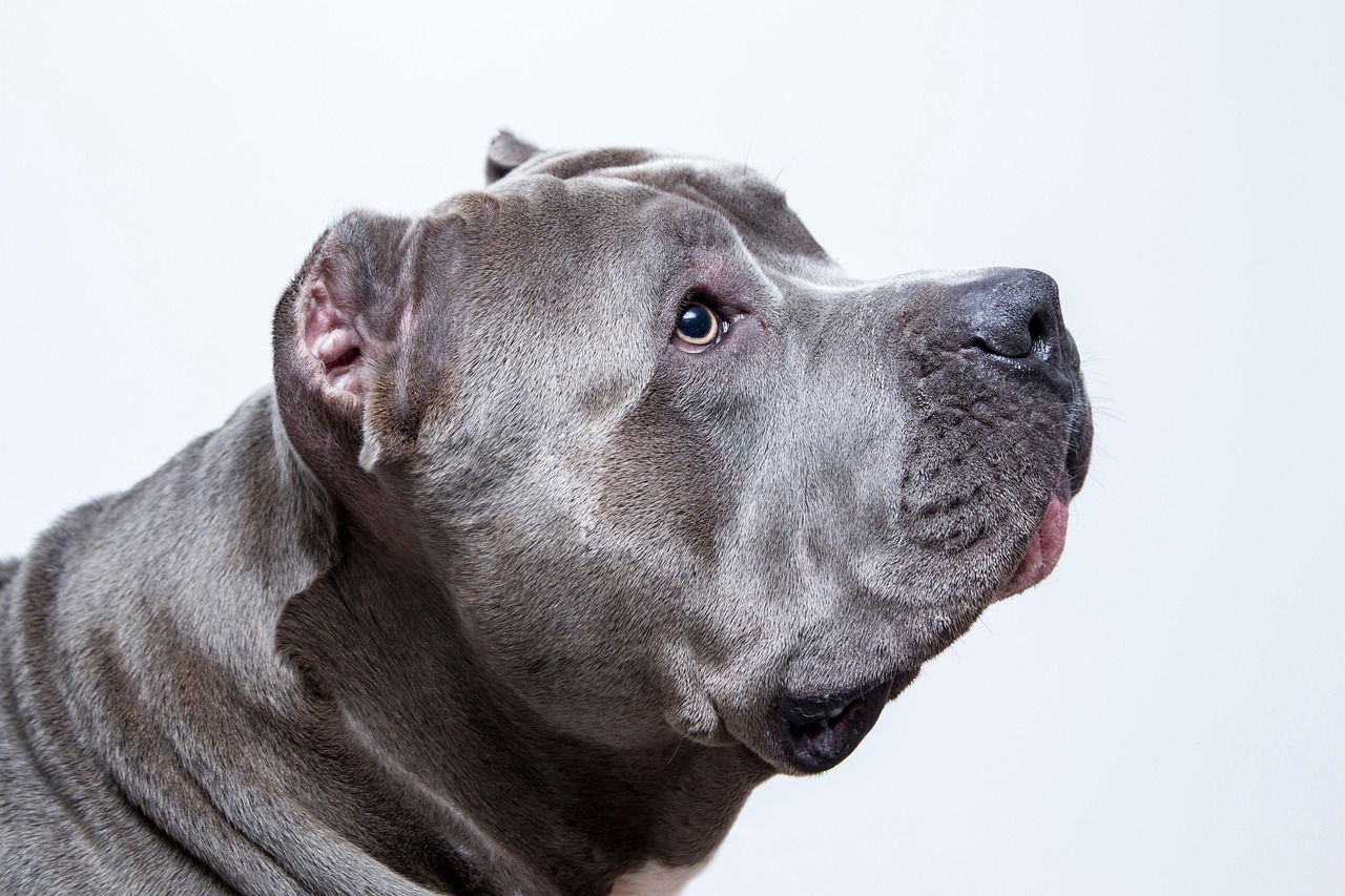 découvrez le american pit bull terrier, un chien intelligent et loyal, connu pour sa force et son affection envers sa famille. apprenez tout sur son éducation, son tempérament et ses soins pour en faire un compagnon idéal.