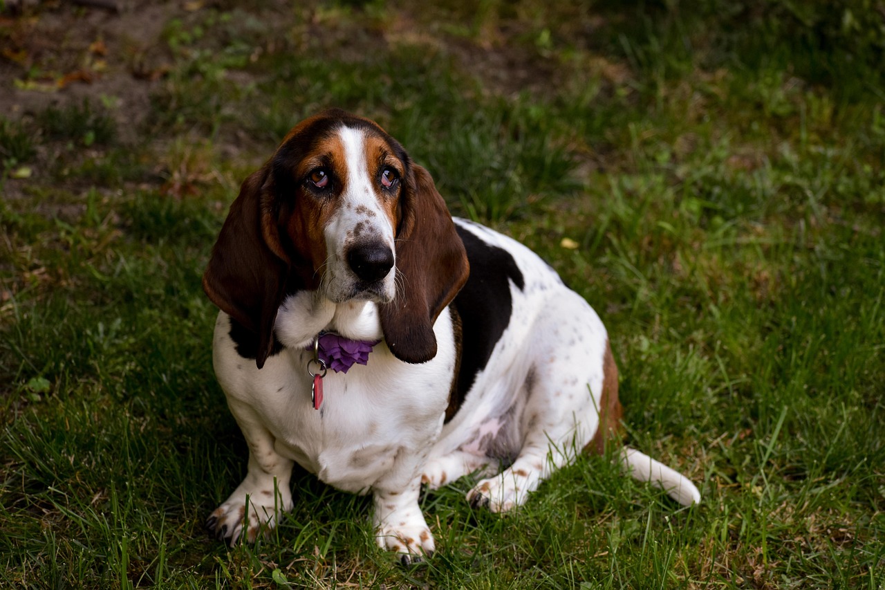 scopri il basset hound, una razza di cane iconica conosciuta per le sue grandi orecchie e il suo carattere amichevole. scopri tutto sulla sua storia, il suo temperamento e le cure necessarie per renderlo felice e in buona salute.