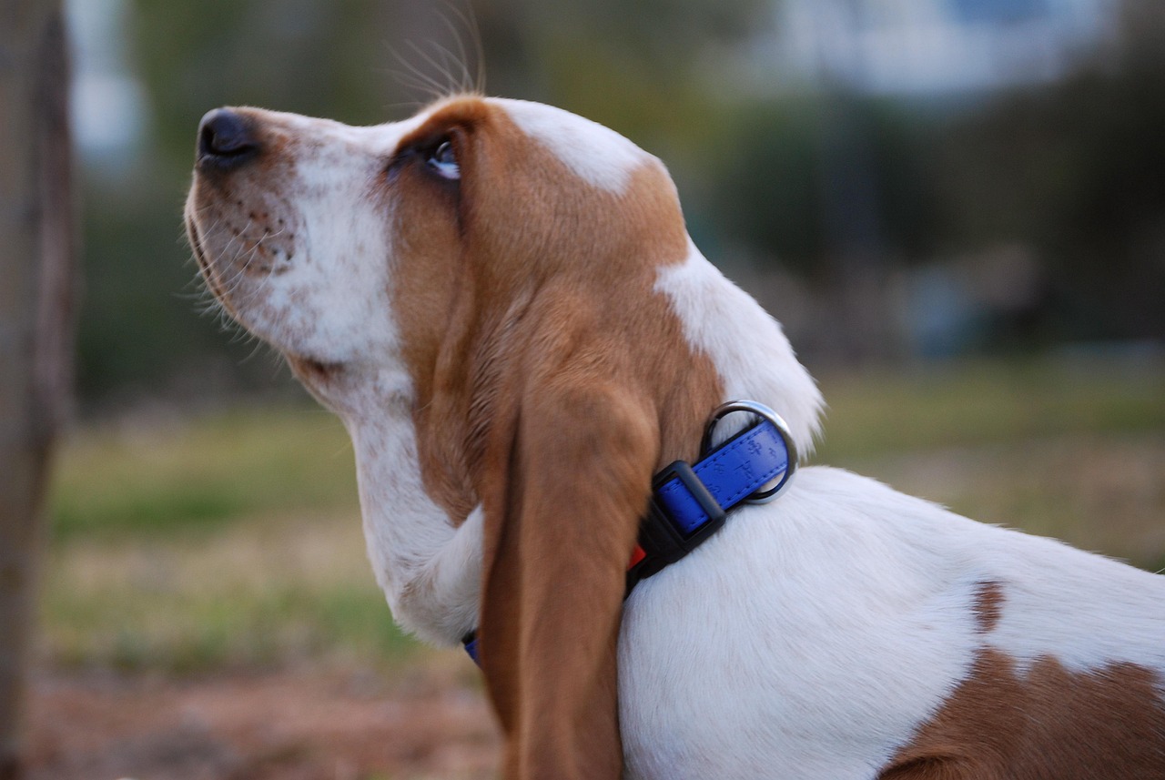 scopri il basset hound, una razza di cane dal carattere placido e dall'aspetto adorabile. scopri tutto sulle sue caratteristiche, la sua storia, la sua educazione e la sua salute, per offrire al tuo compagno a quattro zampe il migliore dei focolari.