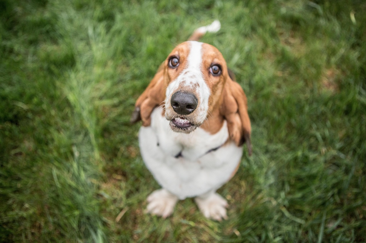 découvrez le basset hound, une race de chien au caractère amical et à l'apparence unique. avec ses oreilles longues, son corps allongé et son tempérament doux, ce compagnon fidèle est parfait pour les familles. apprenez tout sur son éducation, ses besoins et son mode de vie.