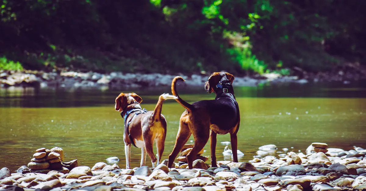 découvrez tout sur le beagle, une race de chien joyeuse et curieuse, parfaite pour les familles. apprenez à prendre soin de ce compagnon loyal, ses caractéristiques, son tempérament et des conseils d'éducation.