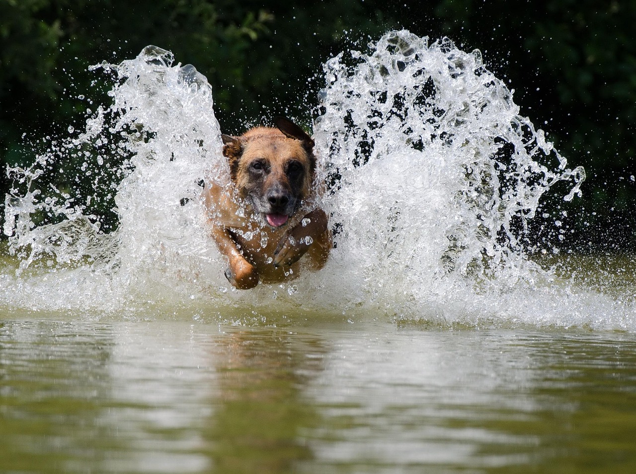 scopri il belgian malinois, una razza di cane da lavoro eccezionale, famosa per la sua intelligenza, la sua agilità e la sua lealtà. ideale per famiglie attive, questo cane è anche un ottimo compagno per professionisti e appassionati di attività all'aperto. scopri tutto sulla sua manutenzione, educazione e tratti caratteriali.