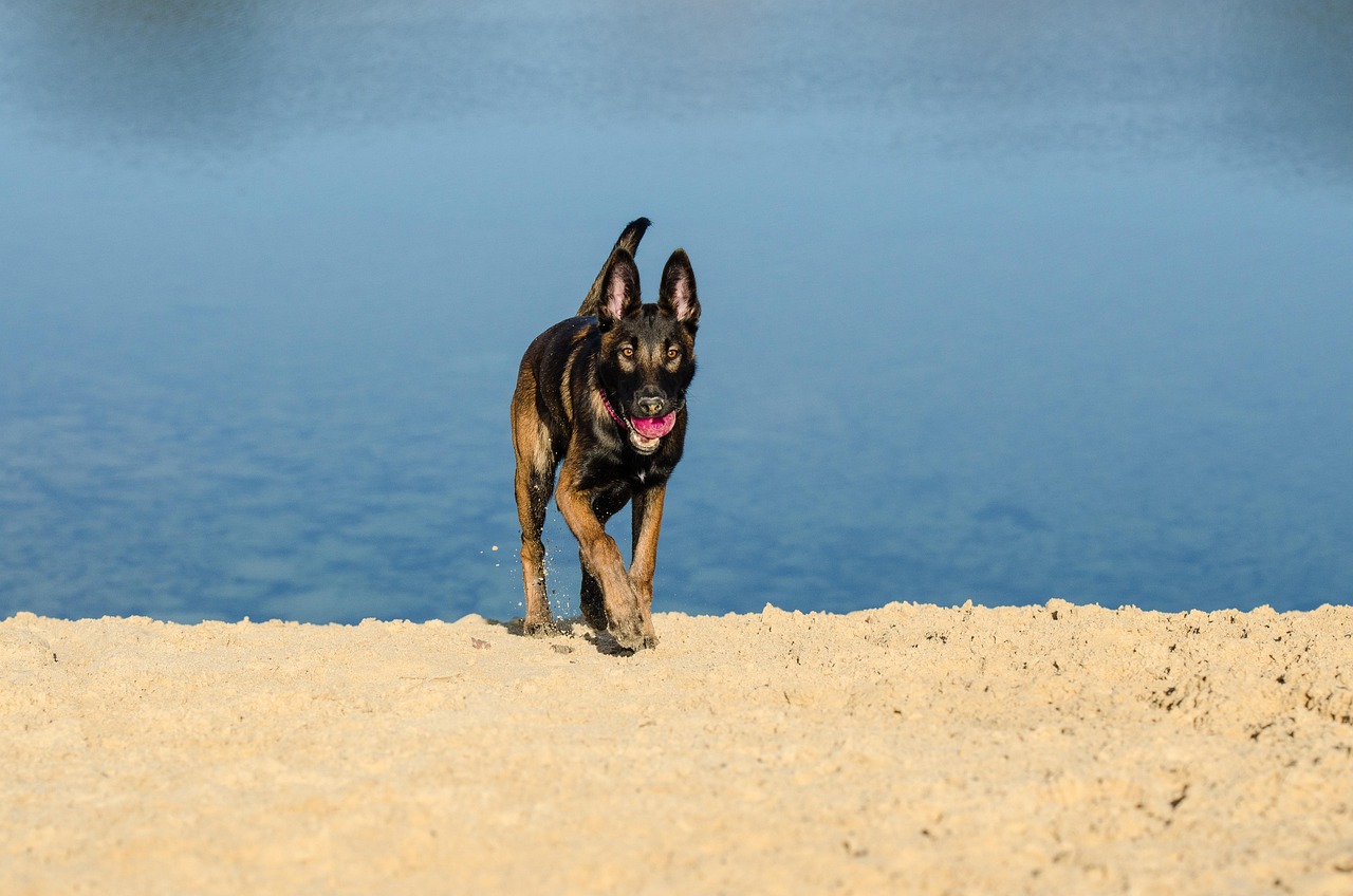 scopri il belgian malinois, un cane intelligente ed energico, ideale per famiglie attive e come cane da lavoro. scopri di più sulle sue caratteristiche, la sua educazione e le sue esigenze specifiche.