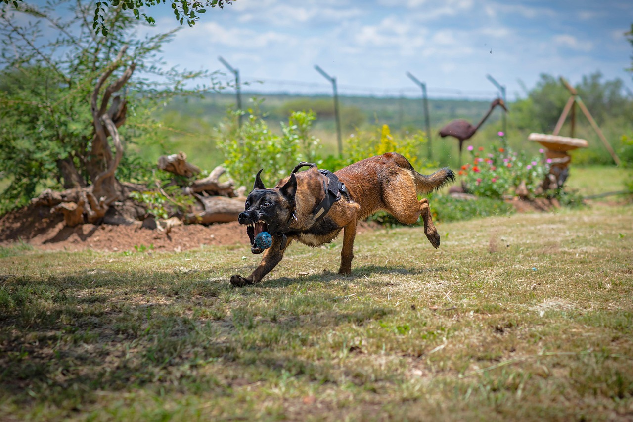 découvrez le belgian malinois, un chien intelligent et énergique, idéal pour les familles actives et les professionnels. apprenez-en plus sur son caractère, son éducation et ses besoins spécifiques.