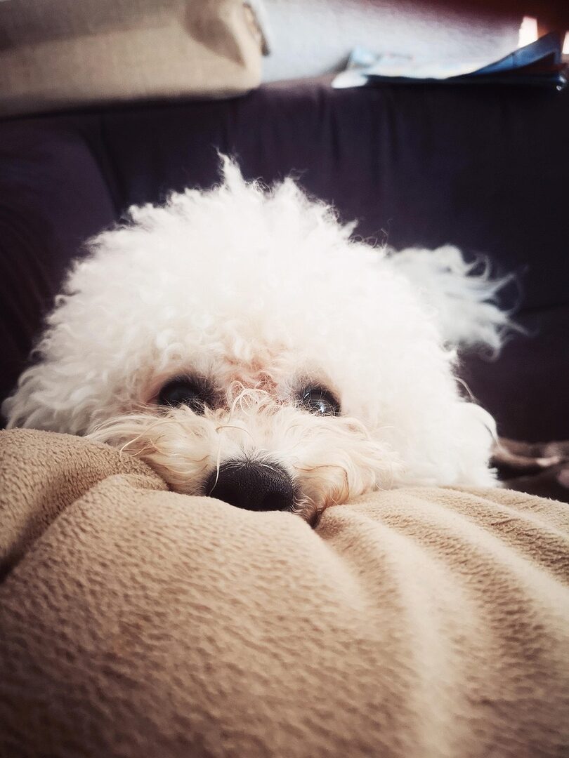 scopri il bichon frisé, un cane gioioso e affettuoso, ideale per le famiglie. scopri tutto sulle sue caratteristiche, il suo addestramento e i suoi bisogni per offrire il meglio a questo compagno a quattro zampe.