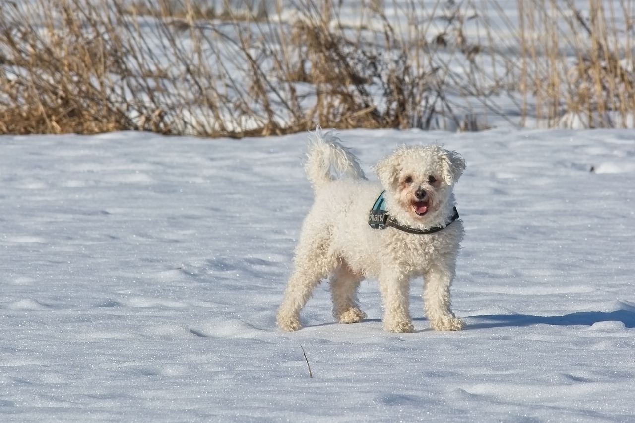 scopri il bichon frisé, un cane gioioso e affettuoso, ideale per le famiglie. scopri tutto sul suo carattere, i suoi bisogni e i consigli di cura per mantenerlo in piena salute.