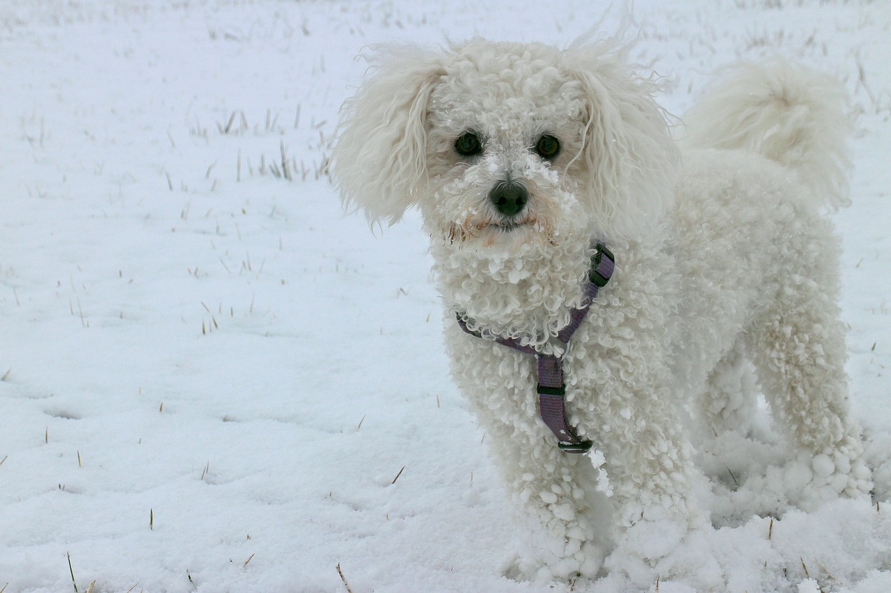 découvrez le bichon frisé, un petit compagnon à poil bouclé, connu pour son charme et son caractère joyeux. apprenez-en plus sur son entretien, son éducation et ses caractéristiques, et trouvez des conseils pour bien vivre avec ce chien affectueux et joueur.
