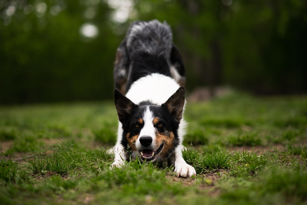 scopri tutto sul border collie, una razza di cane nota per la sua intelligenza eccezionale, la sua energia travolgente e la sua agilità. impara a crescere, addestrare e godere della sua compagnia gioiosa.
