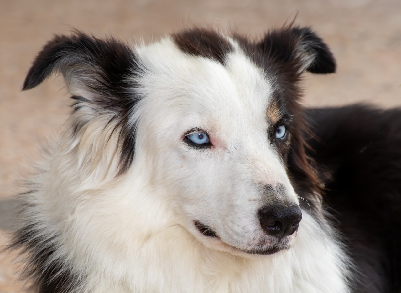 scopri tutto sul border collie, una razza di cane nota per la sua intelligenza eccezionale, la sua agilità e la sua energia travolgente. impara a prenderti cura di questo compagno fedele e ad amare il suo spirito giocoso e affettuoso.