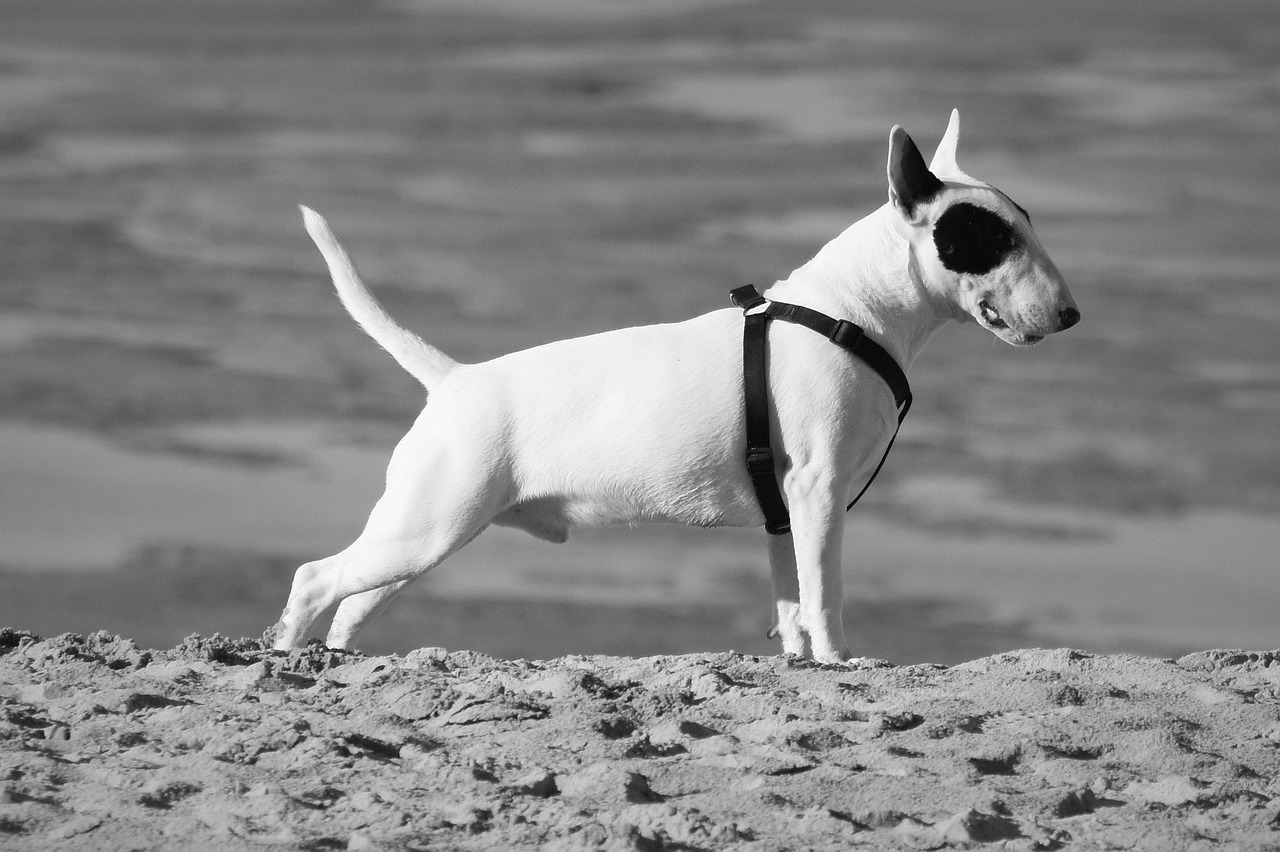 scopri tutto sul bull terrier, una razza di cane unica dal carattere intrepido e dall'aspetto distintivo. impara le sue origini, il suo comportamento, la sua manutenzione e i consigli per una coabitazione armoniosa con questo compagno pieno di vita.