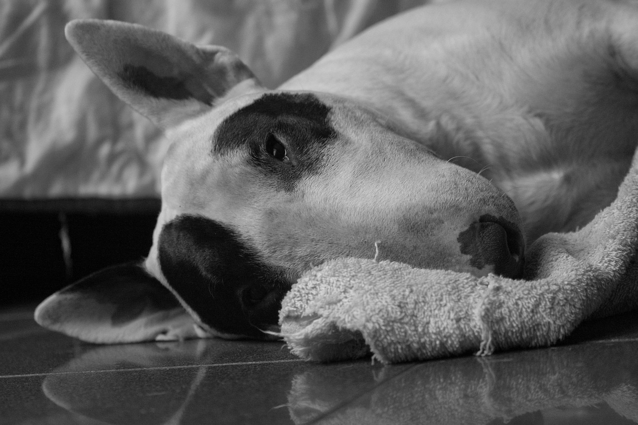 scopri tutto sul bull terrier, una razza di cane emblematica nota per il suo carattere gioioso e il suo aspetto unico. impara le sue origini, le sue caratteristiche, i suoi bisogni in materia di cura e consigli per un'educazione riuscita di questo compagno fedele ed energico.