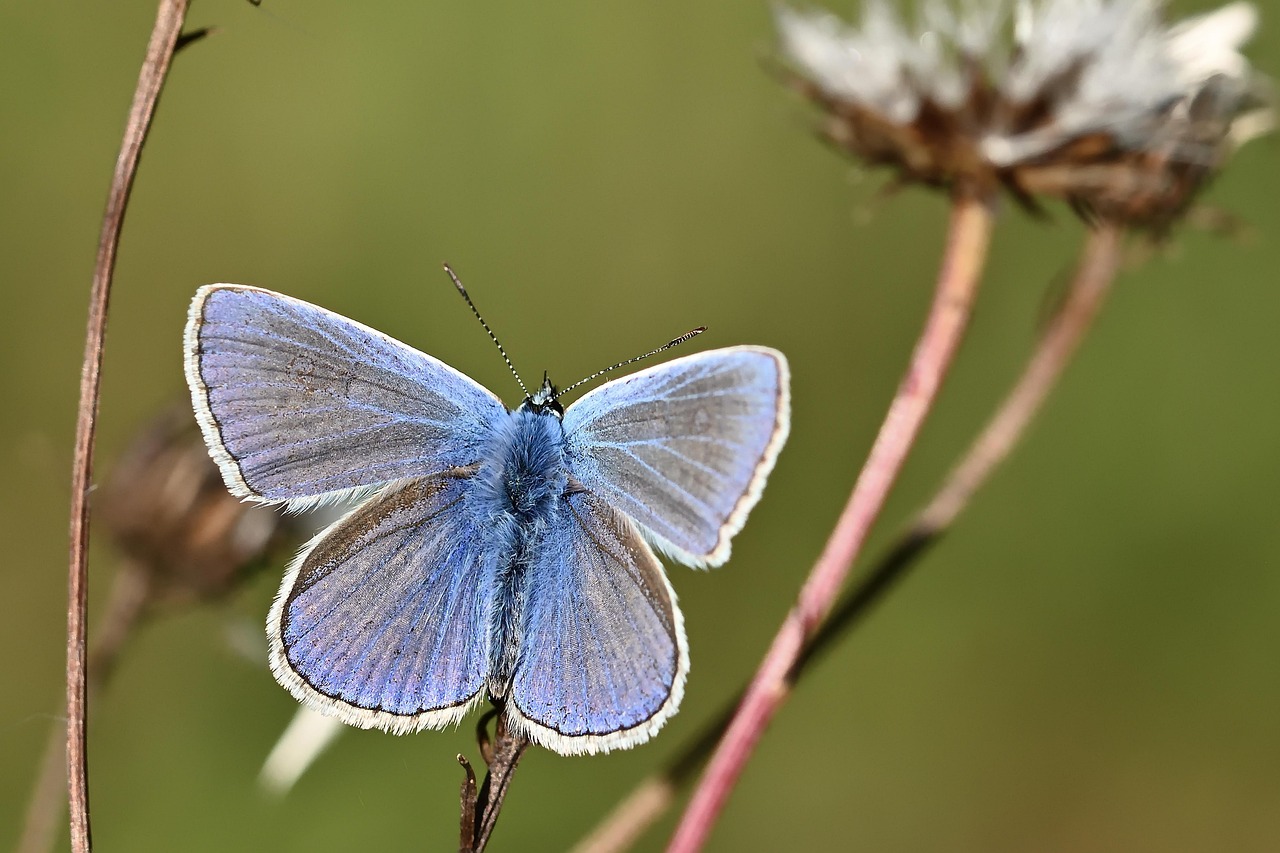scoprite l'universo affascinante delle farfalle: la loro bellezza, la loro diversità e il loro ruolo essenziale nella pollinazione. imparate tutto sul loro ciclo di vita, i loro habitat e gli sforzi di conservazione per proteggere queste delicate creature.