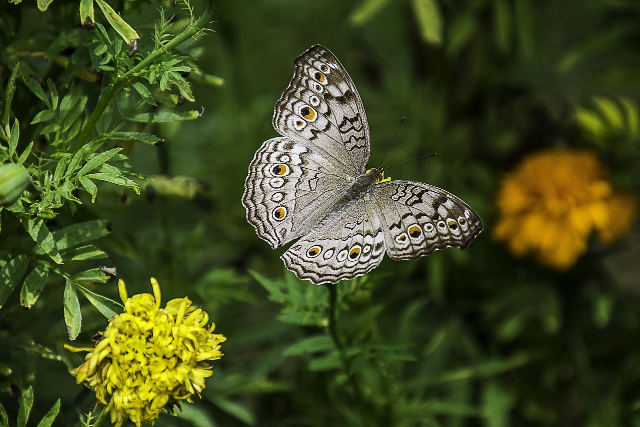 scoprite l'universo affascinante delle farfalle, questi insetti colorati e graziosi che incantano i nostri giardini. scoprite di più sulle loro diverse specie, il loro ciclo di vita e l'importanza della loro conservazione nel nostro ecosistema.