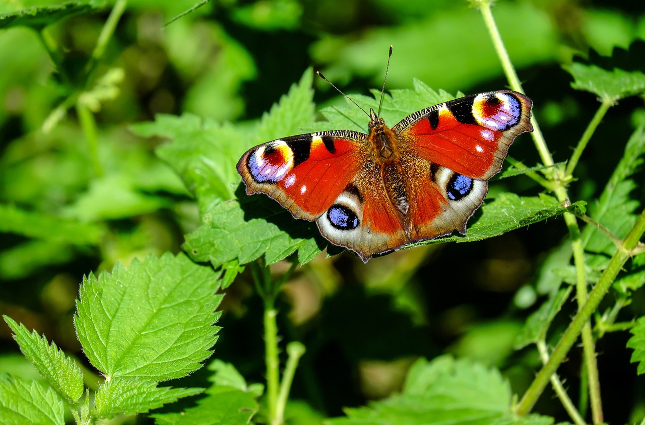 découvrez l'univers fascinant des papillons : des créatures délicates aux couleurs éclatantes, symboles de transformation et de beauté. explorez leur cycle de vie, leur habitat et leur rôle essentiel dans l'écosystème.